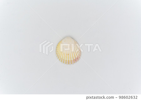 Sea shell , isolated on white background Sea shell , isolated on white background 98602632