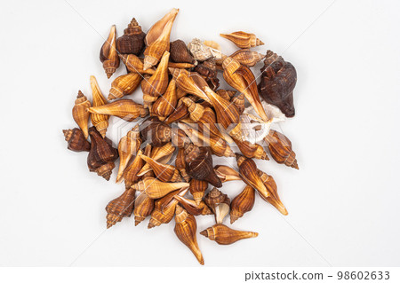 set of clam mollusc shells isolated on white background 98602633