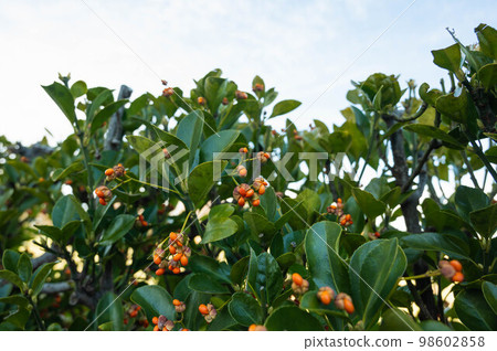 結實的 Masaki 樹籬 98602858