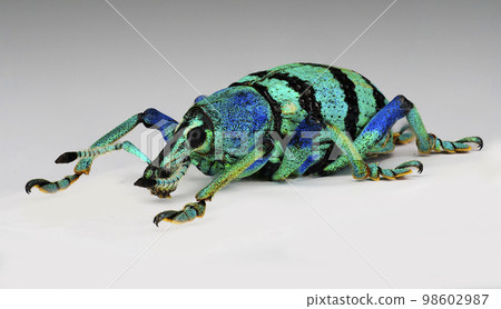 Blue weevil Blue weevil 98602987