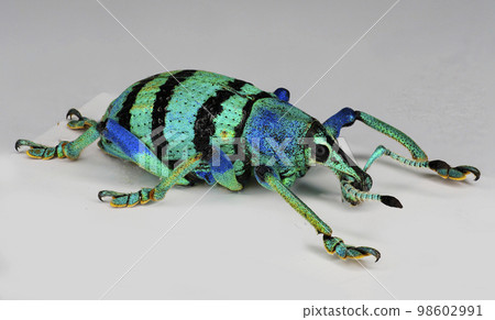 藍象鼻蟲 98602991