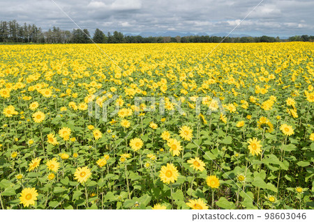 Sunflower field in Tokachi Sunflower field in Tokachi 98603046