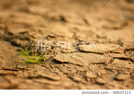 Cracked soil in the summer. Cracked soil in the summer. 98603123