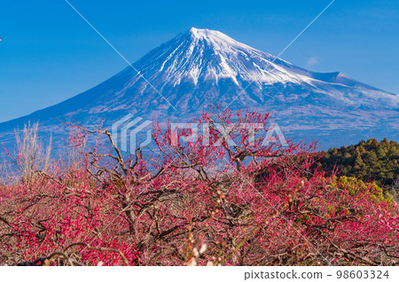 (靜岡縣)岩本山公園和富士山的李子 (靜岡縣)岩本山公園和富士山的李子 98603324