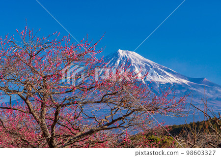 (靜岡縣)岩本山公園和富士山的李子 (靜岡縣)岩本山公園和富士山的李子 98603327