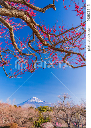 (靜岡縣)岩本山公園和富士山的李子 (靜岡縣)岩本山公園和富士山的李子 98603343
