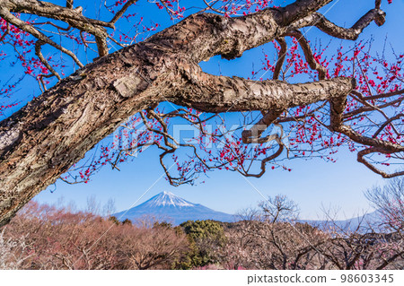 (Shizuoka Prefecture) Plums of Iwamotoyama Park and Mt. Fuji 98603345