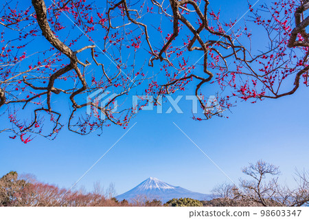 (Shizuoka Prefecture) Plums of Iwamotoyama Park and Mt. Fuji 98603347