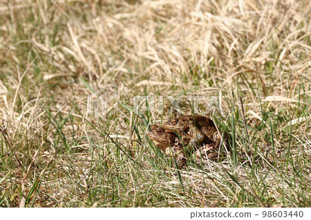 Pair of the brown frog in a grass - reproduction Pair of the brown frog in a grass - reproduction 98603440