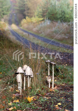 Autumn funguses shaggy inkcap by the forest path 98603444