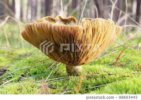 Delicious edible mushroom - orange-red lactarius or delicious lactaria 98603445