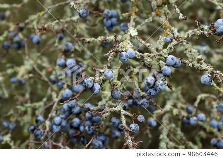 Blue berries of the blackthorn bush Blue berries of the blackthorn bush 98603446