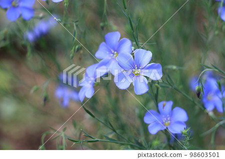 Delicate sky blue flower perennial ama 98603501