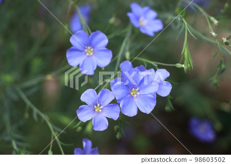 Delicate sky blue flower perennial ama 98603502