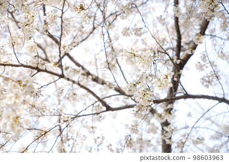 盛開的韓國櫻花 98603963