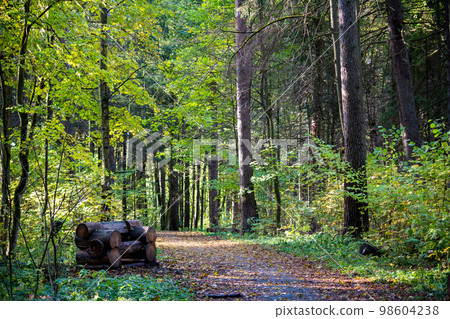 Walking path strewn with fallen leaves in the park and a bench made of logs Walking path strewn with fallen leaves in the park and a bench made of logs 98604238