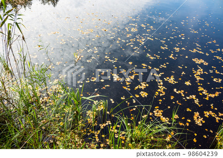 Dark water in a peat lake and green vegetation Dark water in a peat lake and green vegetation 98604239