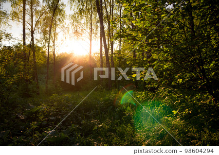 Sunlight and optical reflections during sunset against the backdrop of a lawn in the middle of a forest 98604294