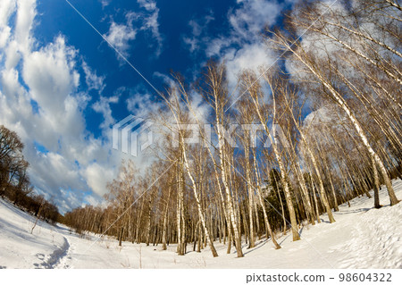 Winter nature with a view of a birch grove and a beautiful sky at fisheye Winter nature with a view of a birch grove and a beautiful sky at fisheye 98604322