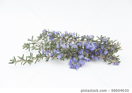 bouquet of rosemary bouquet of rosemary 98604630