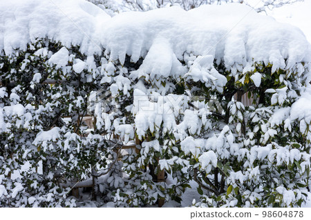 snow covered hedge snow covered hedge 98604878