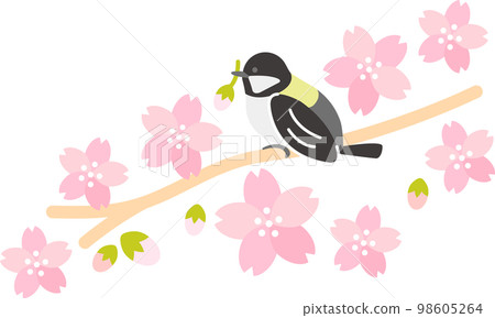 Spring cherry blossom (sakura) titmouse 98605264