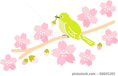 Spring Cherry Blossom (Sakura) White-eye Sakurafubuki Spring Cherry Blossom (Sakura) White-eye Sakurafubuki 98605265
