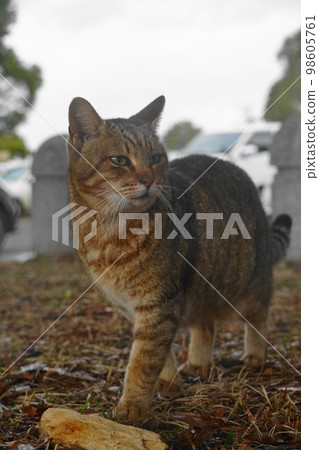 Cat in the park Cat in the park 98605761