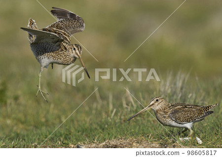 Magellanic Snip Magellanic Snip 98605817