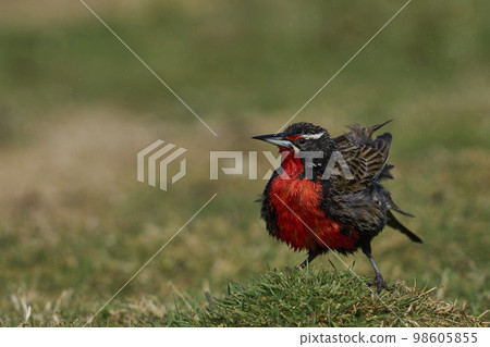 Long-tailed Meadowlark bathing 98605855
