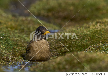 Falkland Thrush bathing 98605901