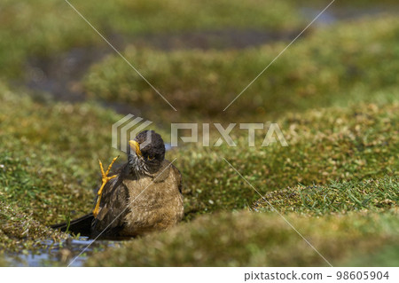 Falkland Thrush bathing 98605904