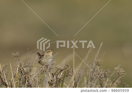 Grass Wren calling Grass Wren calling 98605939