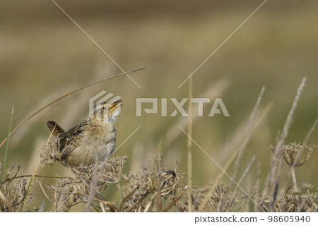 Grass Wren calling Grass Wren calling 98605940