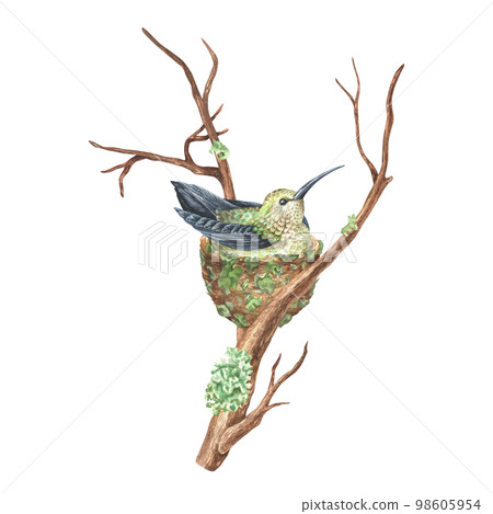 The hummingbird sits in a nest on a branch. Tropical exotic bird. Watercolor illustration. Isolated on a white background. For design prints, interior stickers, printing on fabrics and home goods 98605954