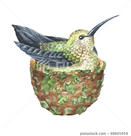The hummingbird sits in a nest. Tropical exotic bird. Watercolor illustration. Isolated on a white background. For design prints, interior stickers, printing on fabrics and home goods The hummingbird sits in a nest. Tropical exotic bird. Watercolor illustration. Isolated on a white background. For design prints, interior stickers, printing on fabrics and home goods 98605959