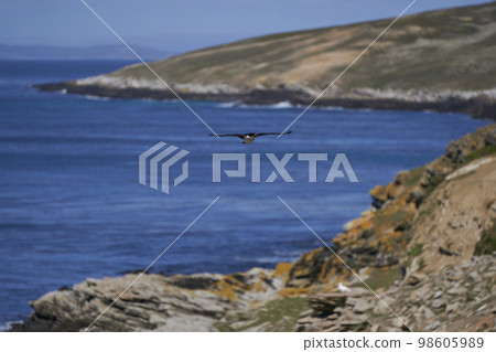 Colony of Imperial Shag 98605989