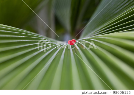 Small red heart on a palm leaf closeup. Selective focus. Small red heart on a palm leaf closeup. Selective focus. 98606135