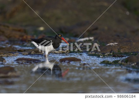 Magellanic Oystercatcher 98606184