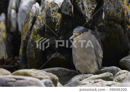 Black-crowned Night-heron 98606200