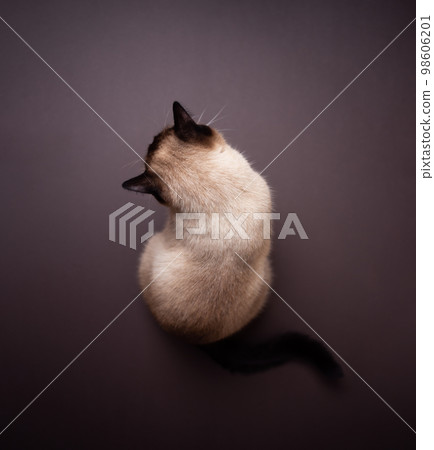 siamese cat sitting on brown floor looking down siamese cat sitting on brown floor looking down 98606201