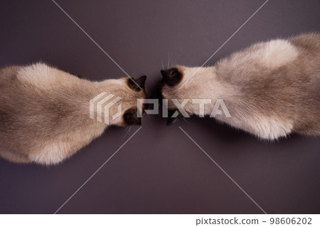 top down view of two siamese cats eating cat food on the floor 98606202