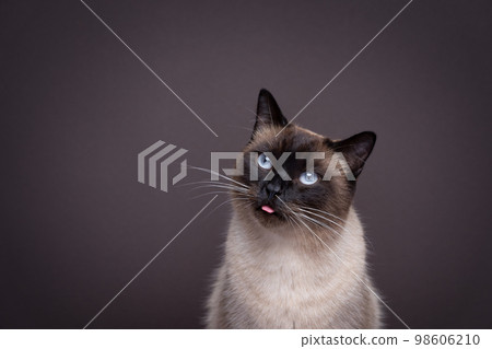 cute siamese cat sticking out tongue blep cute siamese cat sticking out tongue blep 98606210
