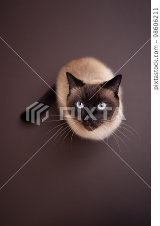 siamese cat sitting on brown background looking up at camera siamese cat sitting on brown background looking up at camera 98606211