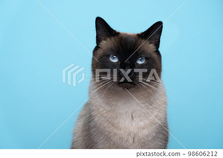 blue eyed siamese cat portrait on blue background 98606212