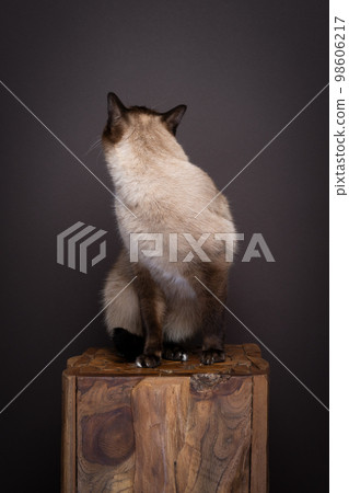 siamese cat turning around looking away at background with copy space 98606217
