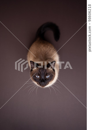 top view of a siamese cat sitting on brown background looking up curiously top view of a siamese cat sitting on brown background looking up curiously 98606218