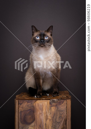 siamese cat sitting on a wooden log, full body portrait siamese cat sitting on a wooden log, full body portrait 98606219