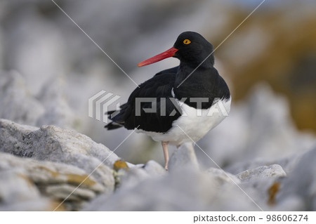 Magellanic Oystercatcher 98606274
