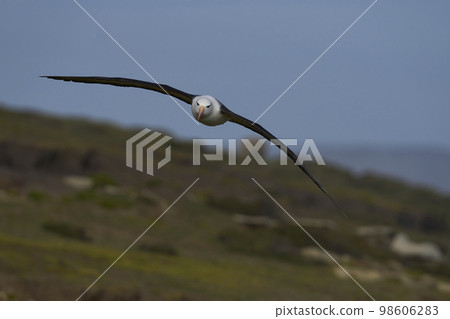 Black-browed Albatross in flight 98606283